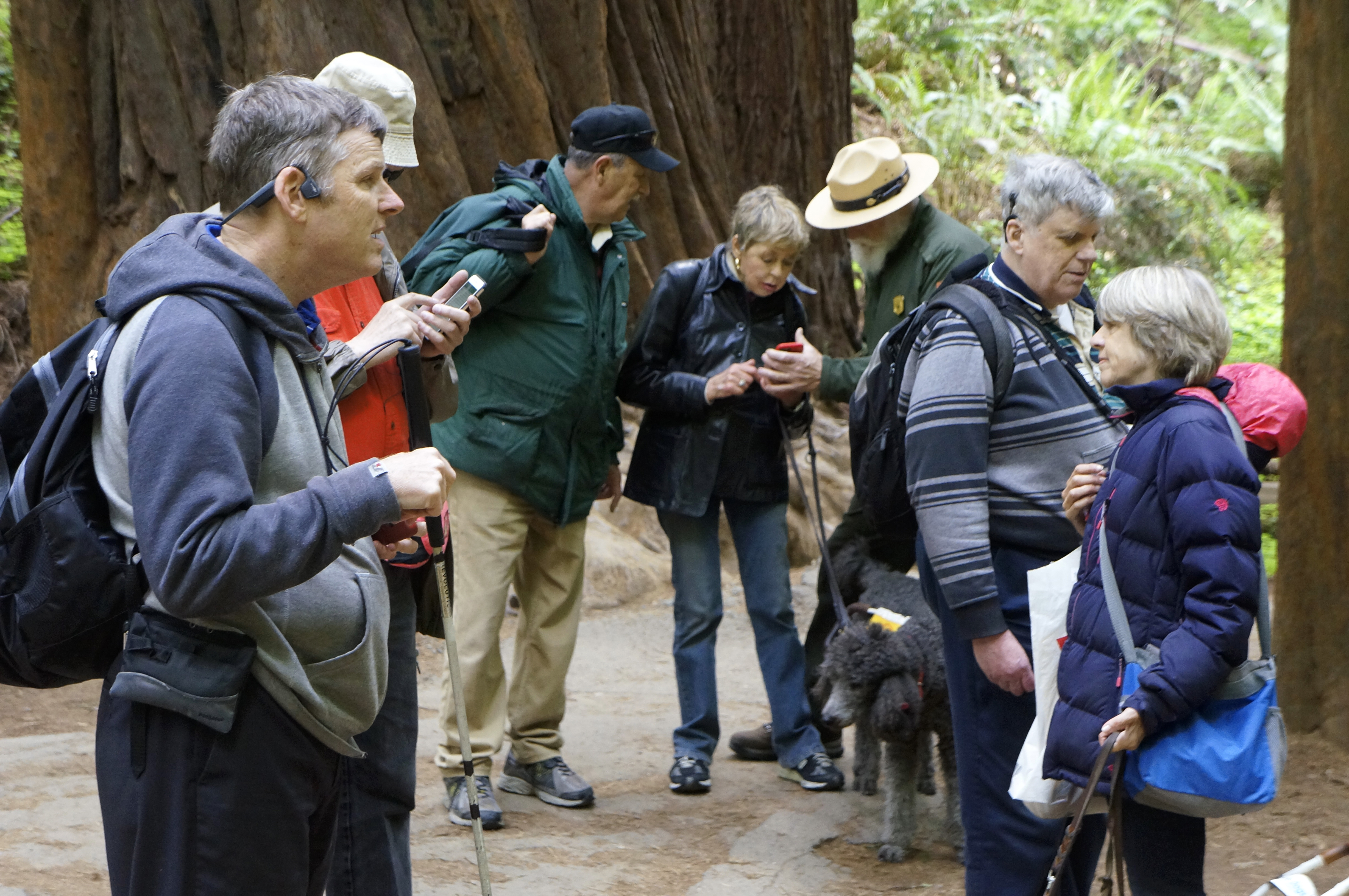 DESCRIBING: A horizontal color photograph. DESCRIPTION: The Silicon Valley and San Francisco chapters of the American Council of the Blind participated in field tests of the UniD apps in April 2018 at Muir Woods National Monument. The seven people shown here – including Park Ranger Michael Faw, in the middle of the image – are either looking at, or listening to, their mobile devices in a setting of enormous redwood trees. These trees are so large, only the base of the trunks can be seen. And one in the background looks as long as an automobile. Ranger Faw is holding a red smartphone and showing it to McGuire, who is leaning in toward the screen and holding a leash attached to a dark-gray poodle. Blind or visually impaired members shown here include Frank Welte, Sally McGuire, Michael Keithley, and Susan Glass. Two people, though, because of the way they are obscured in the image, could not be identified.