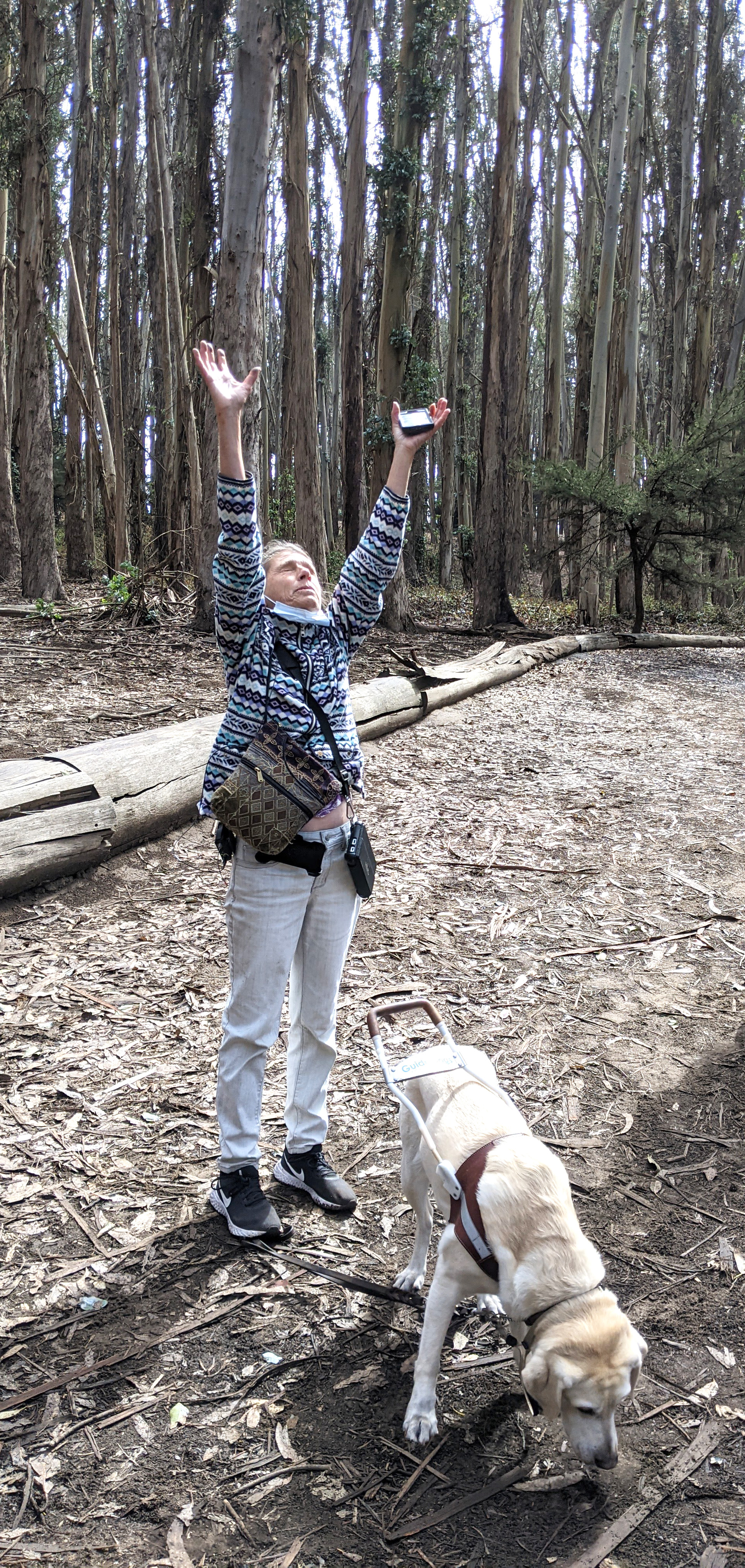 Susan Glass, an American Council of the Blind member, is raising her arms above her head and stretching out her hands in response to the audio prompt in The Presidio: Goldsworthy Walk project on her UniD app. She is holding her smartphone in one of her raised hands and closing her eyes to listen to the audio. She has a paper medical mask on – as a pandemic preventative in September of 2021. The mask has been pulled down under her chin for this moment. The audio prompt is asking her to imagine how tall the Spire artwork is, not shown here, by imaging her size, in the thick forest setting, and projecting herself in size up into the air several times. Glass is accompanied by her yellow lab guide dog, Omni, who is equipped with a handled harness. The dog – who actually has latte-foam-colored cream fur rather than yellow – is standing in front of Glass, sniffing the ground. Glass is a white, middle-aged woman, wearing a jacket and jeans, with a purse strapped around her shoulder. The jacket is monochrome, in all blues. But it also is decorative, with high-contrast horizonatal striping, ranging from light blues and aqua shades to dark blues. A line of logs creates a border on the ground behind her, separating the flat dirt path she is on from the dense forest. No foliage can be seen on most of the trees, which creates a background of vertical tree trunks. The trees are not large but plentiful. There is one small pine tree, about the height of a person, and a few leaves on the ground, but the forest is mostly a gray tone, created by the lack of color in the tree trunks.