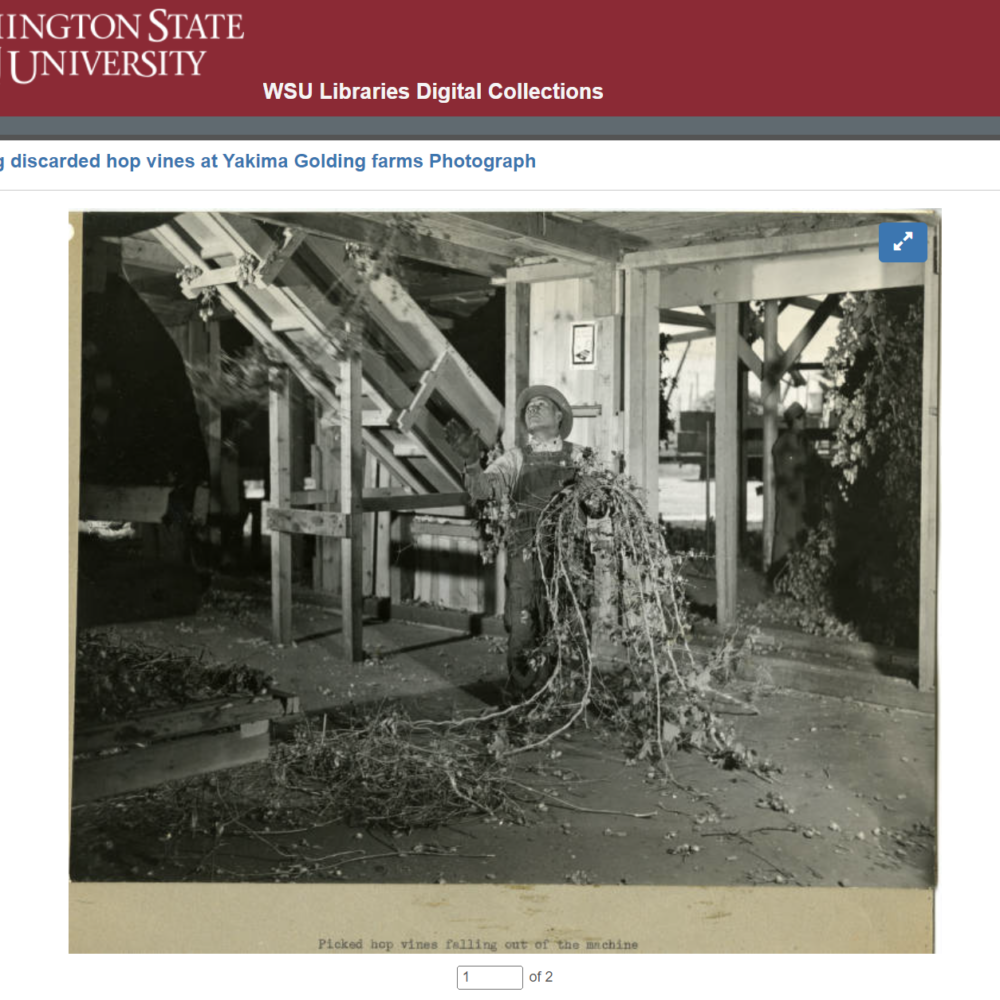 A screenshot of WSU Libraries ContentDM install showing as example of an image labeled as "Collecting discarded hop vines at Yakima Golding farms Photograph"